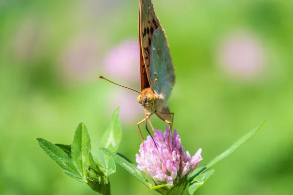 Sötétzöld Fritilláris Pillangó Nektárt Gyűjt Virágon Speyeria Aglaja Korábbi Nevén — Stock Fotó