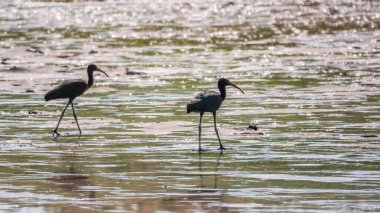 Bir çift parlak aynak, latin adı Plegadis falcinellus, sığ gölde yiyecek arıyor. Gölün kıyısındaki suda kahverengi bir Ibis duruyor..