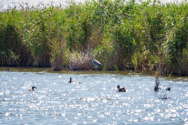 Gri balıkçıl gölde duruyor. Gri balıkçıl Ardea Cinerea sığ sulardaki balıklara bakıyor