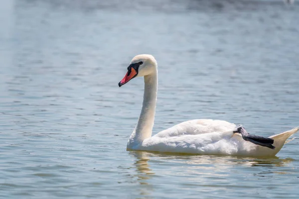 Cisne Branco Gracioso Nadando Lago Cisnes Natureza Retrato Cisne Branco — Fotografia de Stock