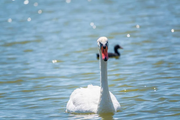 Anmutiger Weißer Schwan Schwimmt See Schwäne Freier Wildbahn Porträt Eines — Stockfoto