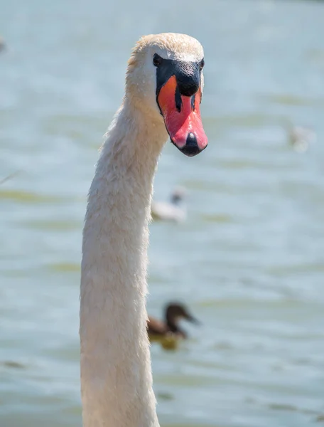Retrato Elegante Cisne Blanco Con Cuello Largo Sobre Fondo Agua — Foto de Stock