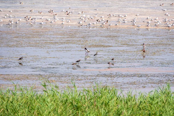 Большое Стадо Водоплавающих Птиц Чайки Берегу Озера Группа Чаек Кормящихся — стоковое фото