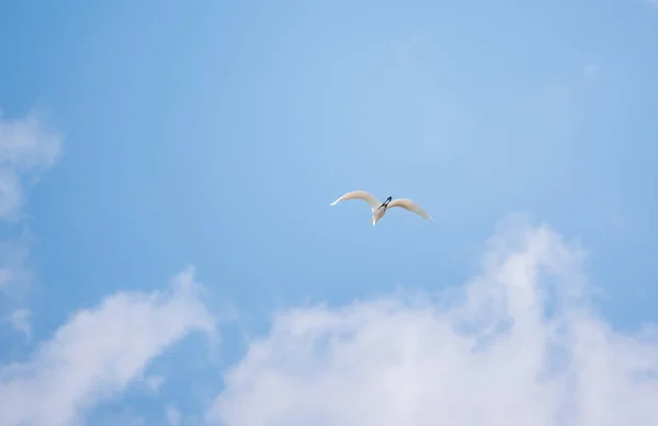 Lilla Egret Flyget Liten Vit Häger Lat Egretta Garzetta — Stockfoto