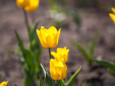 Renkli sarı laleler baharda çiçek açar. Doğal bahar arkaplanı.
