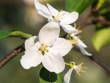 Beyaz çiçek açan elma ağaçları. Beyaz elma ağacı çiçekleri. Bahar mevsimi, bahar renkleri