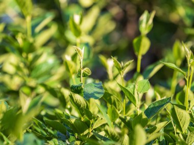 Gün batımında taze yaprakları olan yeşil çalılar. Arkaplan ilkbahar resmi.