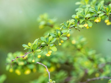 Baharda yeşil yaprakları ve küçük sarı çiçekleri olan böğürtlen çalısı. Çalı dalları ve taze yapraklar. Arkaplan resmi. Berberiler, genellikle böğürtlen olarak bilinir..