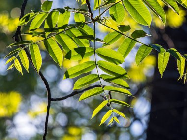 Gün batımında yeşil taze kül yaprakları. İlkbaharda kül ağacı çiçek açar. Günbatımında ayrılır
