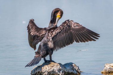 Büyük karabatak, Phalacrocorax karbonhidrat taşın üzerinde oturur ve kanatlarını rüzgarda kurutur. Büyük karabatak, Phalacrocorax karbonhidrat, büyük siyah karabatak, ya da siyah sevişme olarak bilinir..