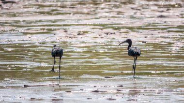 Bir çift parlak aynak, latin adı Plegadis falcinellus, sığ gölde yiyecek arıyor. Gölün kıyısındaki suda kahverengi bir Ibis duruyor..
