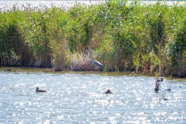 Gri balıkçıl gölde duruyor. Gri balıkçıl Ardea Cinerea sığ sulardaki balıklara bakıyor