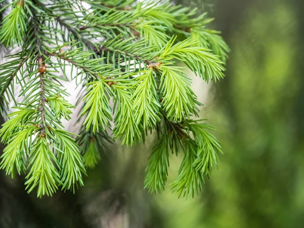 Gałęzie Jodłowe Świeżymi Pędami Wiosną Młode Zielone Pędy Świerku Wiosną — Zdjęcie stockowe