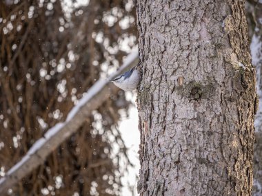 Avrasya tımarhanesi ya da ahşap tımarhanesi. Sitta europaea, arka planı bulanık bir ağaç gövdesinde oturuyor. Siyah gözlü turuncu renkli küçük bir kuş..