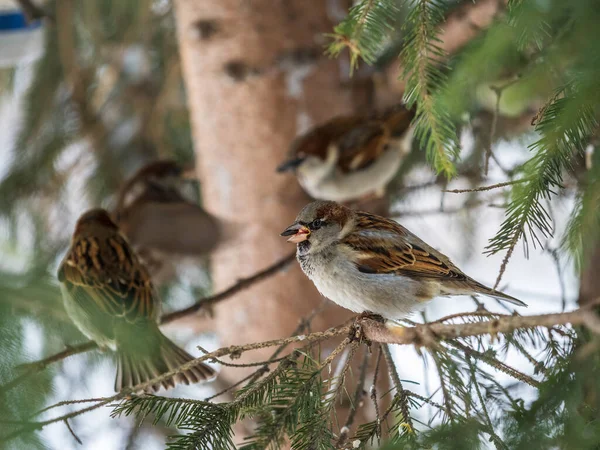 Sparrow Est Assis Sur Une Branche Sapin Dans Lumière Coucher — Photo