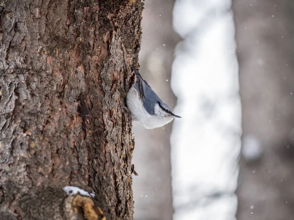 Eurasiatiska Nuthatch Eller Trä Nuthatch Lat Sitta Europaea Sitter Trädstam — Stockfoto