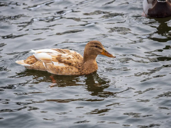 Yellow Colored Mallard Female Duck Swims Pond Animal Polymorphism Portrait — Stock Photo, Image