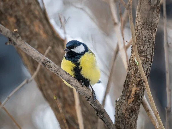 Cute bird Great tit, songbird sitting on a branch without leaves in the autumn or winter. Parus major
