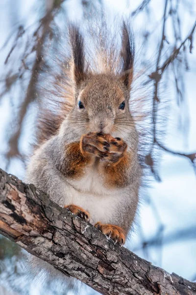 Scoiattolo Con Noce Siede Albero Nell Inverno Autunno Tardo Scoiattolo — Foto Stock