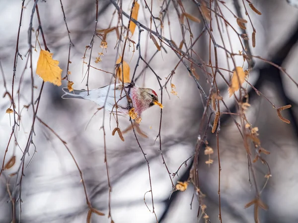 一般的なレポート その額に鮮やかな赤いパッチを持つかわいい鳥は冬に葉なしで木の枝に座っています アカニス フラメア女性 — ストック写真