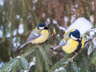 Cute bird Great tit, songbird sitting on the fir branch with snow in winter. Parus major