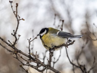 Cute bird Great tit, songbird sitting on a branch without leaves in the autumn or winter. Parus major