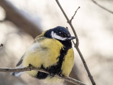 Cute bird Great tit, songbird sitting on a branch without leaves in the autumn or winter. Parus major