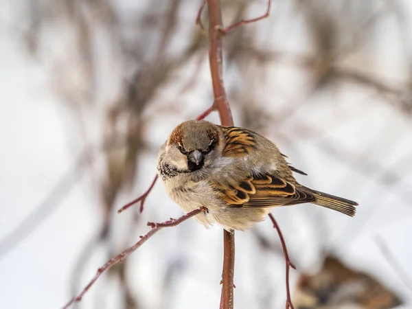 Sparrow Yaprakları Olmayan Bir Dalda Oturuyor Sonbaharda Kışın Bir Dalda — Stok fotoğraf