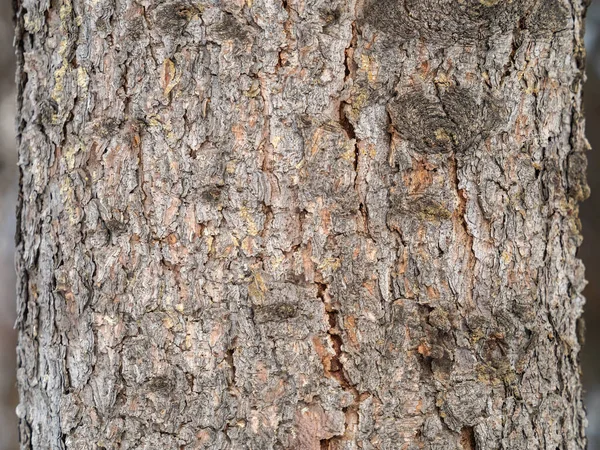 古いモミの木の幹の樹皮の質感と背景 詳細樹皮質 — ストック写真