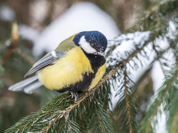 Cute Bird Great Tit Songbird Sitting Fir Branch Snow Winter — Φωτογραφία Αρχείου