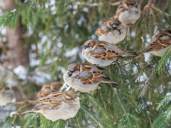 Five Sparrows Sits Fir Branch Sparrows Branch Autumn Winter — Fotografie, imagine de stoc
