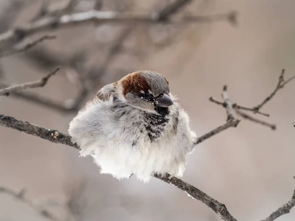 Vrabec Sedí Větvi Bez Listí Vrabec Větvi Podzim Nebo Zimě — Stock fotografie