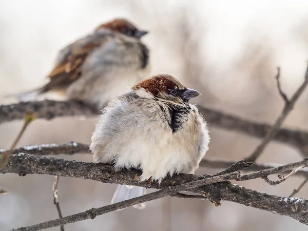 Deux Moineaux Sont Assis Sur Une Branche Sans Feuilles Bruants — Photo