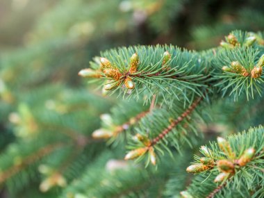 Baharda filizlenmiş fidan dalları. Baharda genç yeşil ladin filizleri. Yeşil arka planda ladin dalları. Bahar ormanlarında dalda yetişen köknar ağacı filizleri.
