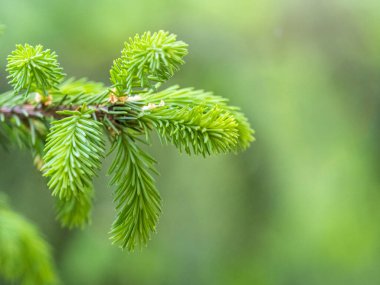 Baharda filizlenmiş fidan dalları. Baharda genç yeşil ladin filizleri. Yeşil arka planda ladin dalları. Bahar ormanlarında dalda yetişen köknar ağacı filizleri.