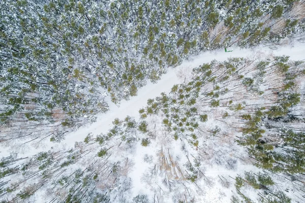 Widok Powietrza Drogę Zimowym Lesie Wysokimi Sosnami Lub Świerkami Pokrytymi — Zdjęcie stockowe