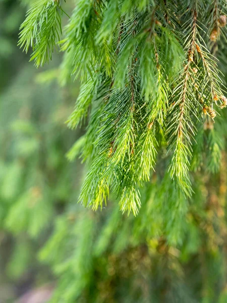 Ramas Abeto Con Brotes Frescos Primavera Brotes Verdes Jóvenes Abeto —  Fotos de Stock