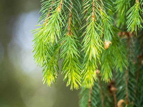 Ramas Abeto Con Brotes Frescos Primavera Brotes Verdes Jóvenes Abeto — Foto de Stock