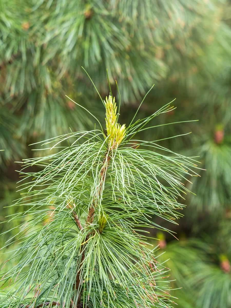 Petits Pins Verts Avec Des Pousses Fraîches Printemps Été Des — Photo