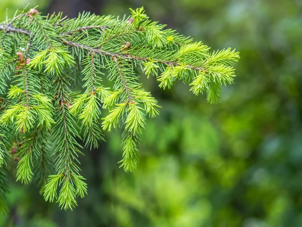 Branches Sapin Avec Des Pousses Fraîches Printemps Jeunes Pousses Vertes — Photo