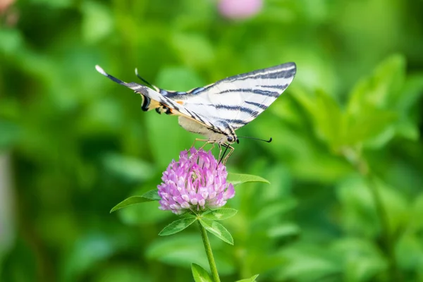 아름다운 스카프스 Scarce Swallowtail Sail Swallowtail 트리스 Pear Tree Swallowtail — 스톡 사진