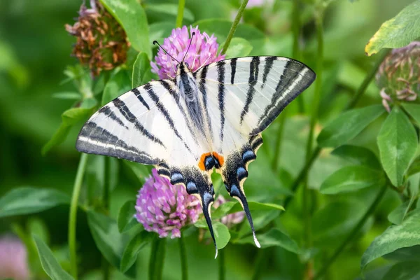 Beautiful Butterfly Scarce Swallowtail Sail Swallowtail Pear Tree Swallowtail Podalirius — стокове фото