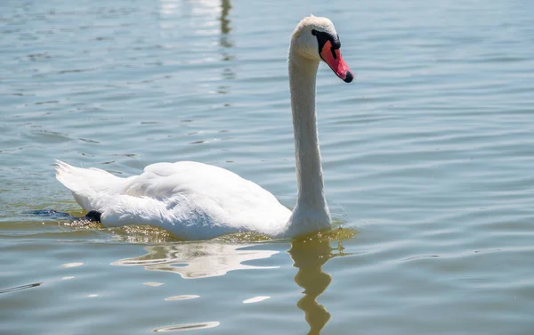 Graceful White Swan Swimming Lake Swans Wild Portrait White Swan — Stock Photo, Image