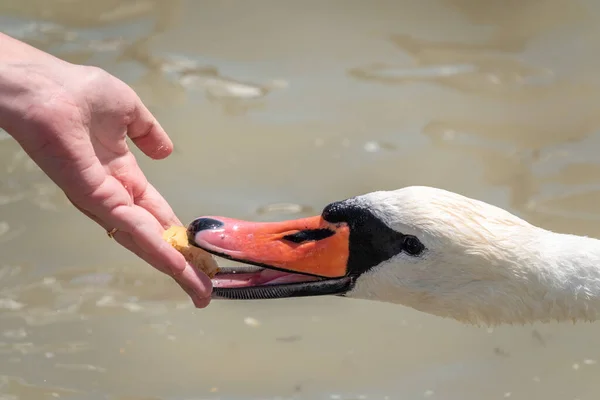 Girl Feeding Mute Swan Lake Hand Mute Swan Lake Shore — Stock Photo, Image