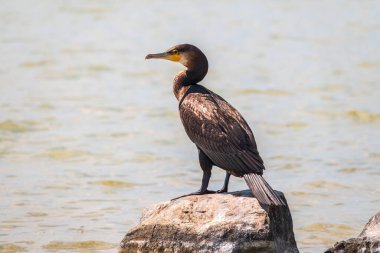 Deniz kıyısındaki bir taşın üzerinde duran büyük karabatak, Phalacrocorax karbonhidrat. Büyük karabatak, Phalacrocorax karbonhidrat, büyük siyah karabatak, ya da siyah sevişme olarak bilinir..