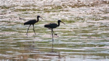 Bir çift parlak aynak, latin adı Plegadis falcinellus, sığ gölde yiyecek arıyor. Gölün kıyısındaki suda kahverengi bir Ibis duruyor..