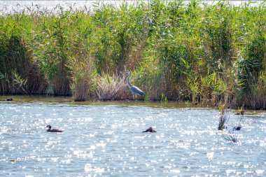 Gri balıkçıl gölde duruyor. Gri balıkçıl Ardea Cinerea sığ sulardaki balıklara bakıyor