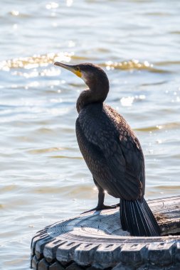 Büyük karabatak, Phalacrocorax karbonhidrat, gölün kıyısındaki eski bir lastiğin üzerinde duruyor. Büyük karabatak, Phalacrocorax karbonhidrat, büyük siyah karabatak, ya da siyah sevişme olarak bilinir..