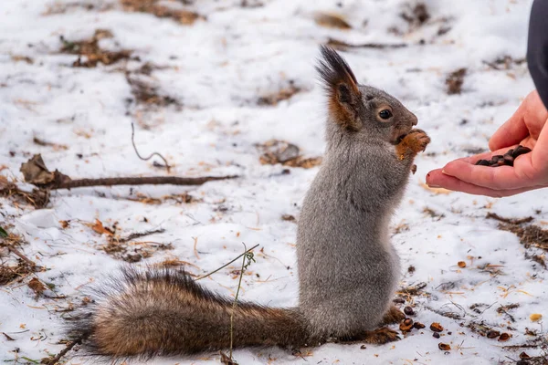 Eichhörnchen Frisst Winter Nüsse Aus Der Hand Eines Mannes Tierpflege — Stockfoto