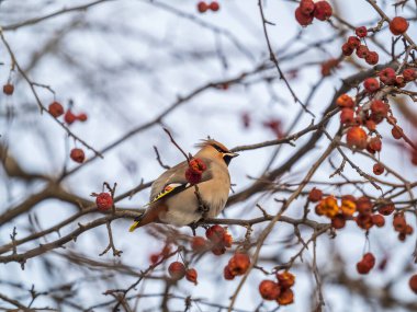 Bohemian Waxwing çalıların üzerinde oturuyor ve kışın veya ilkbaharın başında yabani kırmızı elmalarla besleniyor. Vahşi kuş. Latince adı Bombycilla garrulus